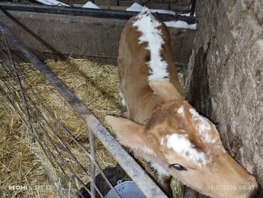 кой ош: Продаю | Тёлка, Музоо, торпок | Швицкая | На откорм | Привязанные — 1