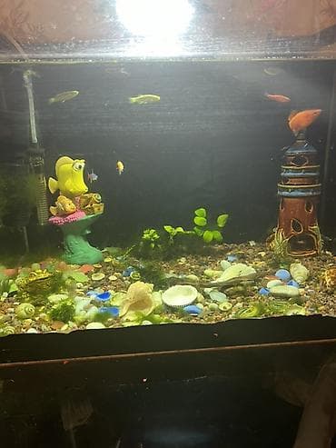 Аквариумный комплект для домашнего уголка - Стеклянный аквариум