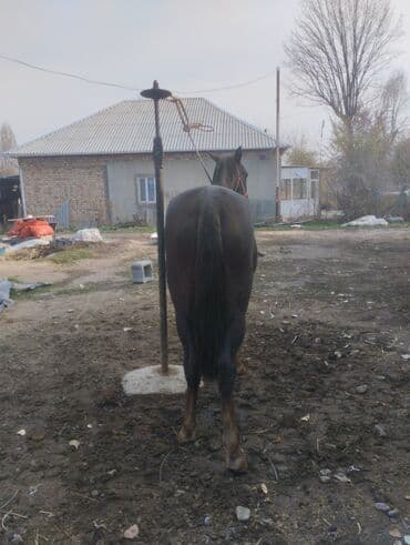 охотничий собака дратхар: Продаю | Конь (самец) | Рабочий — 3