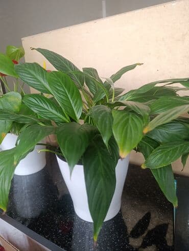 лейка садовая: Спатифиллум в горшке - Комнатное растение с густой розеткой — 3