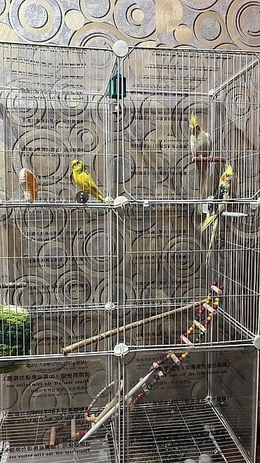 куплю попугая: Продаю волнистых попугаев вместе с клеткой. 2 активных и здоровых — 2