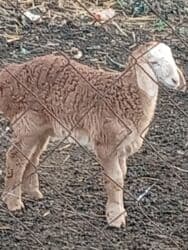 корм доя собак: Сатам | Козу | Арашан | Көбөйтүү үчүн | Ургаачы — 7