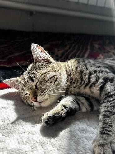 3 месяца, Девочка, Приучена к лотку