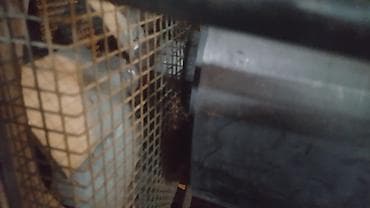 Лесо- и пиломатериалы: Компрессор роторный двигатель 11 кВт приводной из Германии — 6