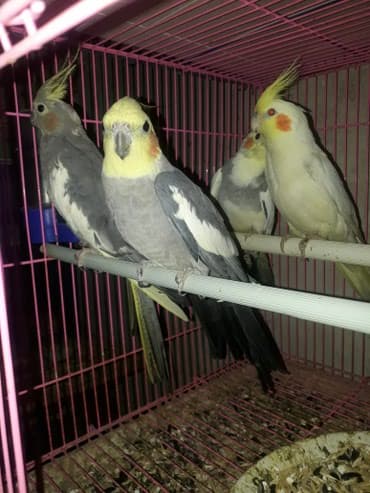 Попугаи карелла хорошо разговаривает и приручается к рукам