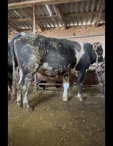 тай самка: Продаю | Бык (самец) | Полукровка | На откорм — 2