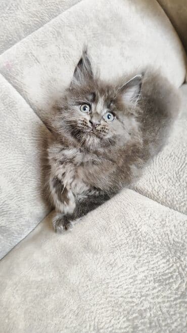 Кошки: Чистокровные котята Мейн-куны от элитных кровей с документами — 7