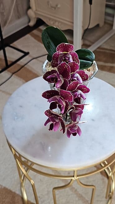 Продаю орхидеи. Сортовые. Пелор и Бабочка " Кимано". Бабочка с двумя at lalafo.kg Продаю орхидеи. Сортовые. Пелор и Бабочка " Кимано". Бабочка с двумя