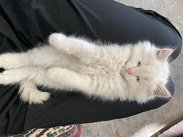 белые котята: Ну породестый Очаровательный пушистый котёнок кремово-белого окраса с — 2