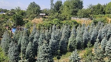 детская мебель 3 в 1: Ель колючая (Picea pungens) голубая, питомничные посадки. - Сорт/тип — 6