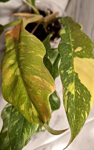 полотер: С комнатные растения (в горшках) 1) Сингониум розовый (Syngonium): - — 8