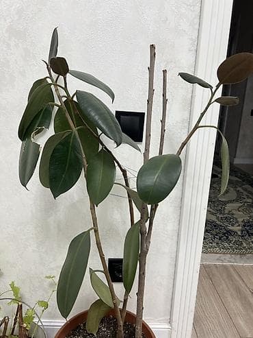 фикус каучуконосный цена: Фикус эластика (каучуконосный) в горшке. Торг уместен - Высота — 3