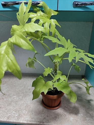 Филодендроны: 🌿 Филодендрон ‘Lemon Lime’ (селлоу Голд) — редкий лаймовый красавец 🌿 — 4