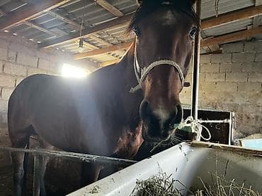 китайская хохлатая собака: Продаю | Жеребец | Рабочий — 3