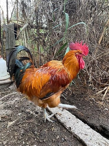 кормушки для кур: 🐓 Продаю петухов породы Кучинская юбилейная 🐓 ✅ Крепкие, красивые и — 9