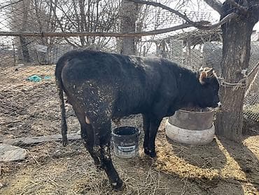 док собака: Продаю | Корова (самка), Бык (самец), Музоо, торпок | Алатауская | На откорм, На забой, Для разведения — 3