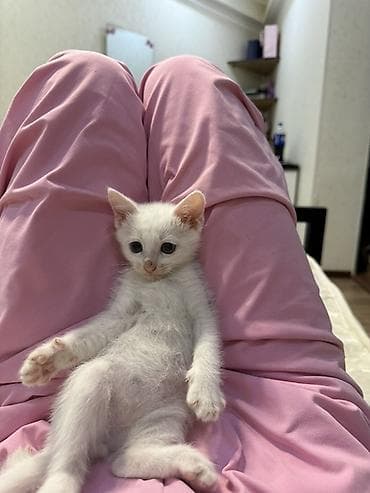 Отдаю в добрые и в ответсвенные руки . Котята-домоседы, ручные и at lalafo.kg Отдаю в добрые и в ответсвенные руки . Котята-домоседы, ручные и