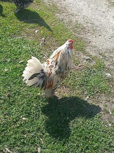 Продаю | Петух | Для разведения