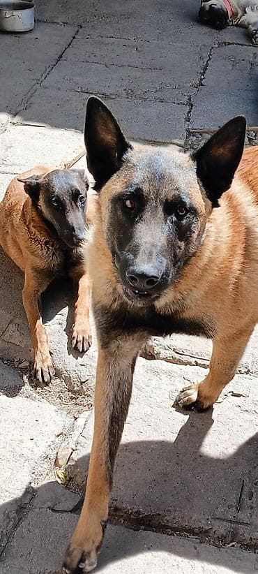 породистые кошки бишкек: Щенки бельгийской овчарки (малинуа) - Помёт от рабочих родителей на — 9