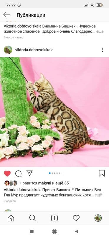 купить породистых котят: Красивейшие бенгальские котята .вырастают вот такими красавцами очень — 22