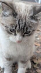 дом кошка: Кошка даром: Беспородная, 1 год, Девочка — 3