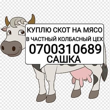 Куплю в частный колбасный цех скот любой упитанности приезжаю сам. Без