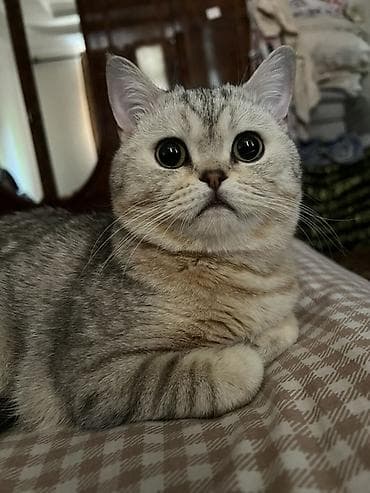 Это мальчик Британская короткошёрстная кошка, окрас серебристый — 1