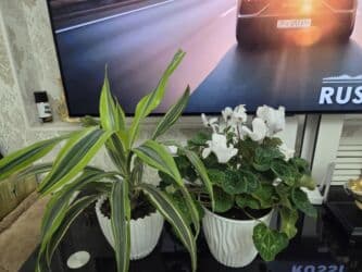 кастрюля большая: Спатифиллум (Spathiphyllum) в декоративном кашпо - Крупный, густой — 20