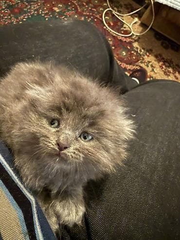 сколько стоит персидская кошка: Скотиш Фолд (Шотландская вислоухая), 1 месяц, Мальчик, Серый, Приучена к лотку — 1