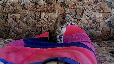 Кошка даром: Беспородная, 3 месяца, Девочка, Приучена к лотку — 3