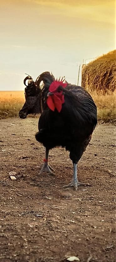 сколько стоит питбуль: Джерсийский гигант жумурткага жана жөжөлөргө заказ алабыз — 10