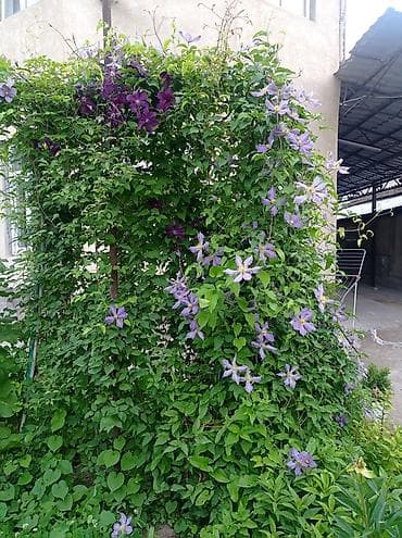 девичий виноград: Саженцы декоративных кустарников и лиан для сада - Гортензия — 4