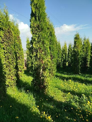 Уруктар жана көчөттөр: Көчөттөр Акылуу жеткирүү — 10