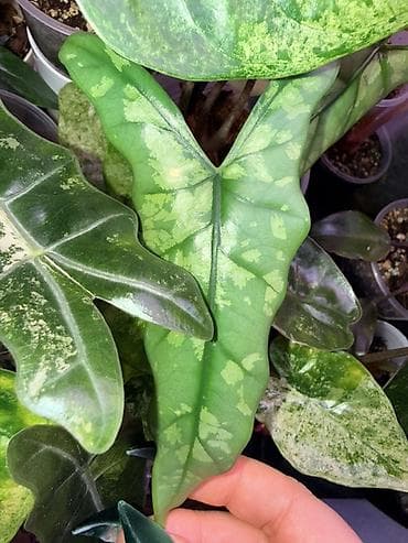 Клубни алоказии битое стекло, редкость.
Детка алоказии зебрина ауреа