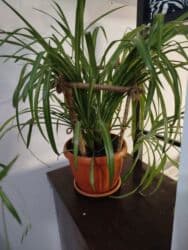 дордой восток: 2 м², С мебелью — 2