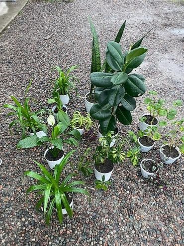 теща: Все за 5000 Комнатные растения в горшках — подборка для дома и офиса — 1