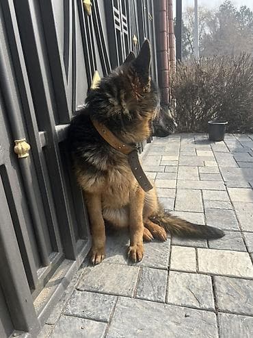 Услуги ветеринара: Собака даром: Немецкая овчарка, 1 год, Самка — 6