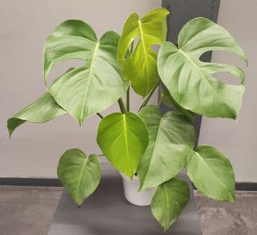 продаю самшит: Пышный куст Монстеры два растения в горшке самовывоз из района — 1