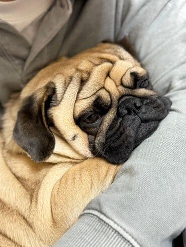 собаки мопсы: Вязка: Мопс, Самец, 2 года, С родословной, С прививкой — 2