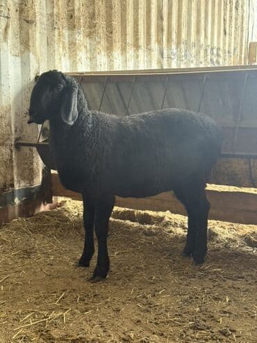 кой сойгуч: Продаю | Овца (самка) | Для разведения — 9