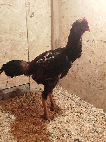 грузовые шины в бишкеке: Электровелосипед, Б/у — 3