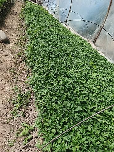 texhome kg: Рассада — 2