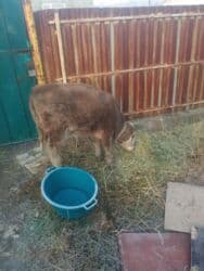 в связи с переездом отдам попугая жако в добрые руки: Продаю | Бык (самец) | На откорм | Привязанные — 2