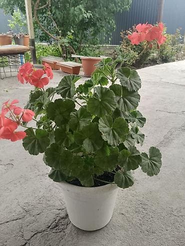 купить гибискус комнатный: Пеларгония зональная (герань) в горшке - Компактный — 5