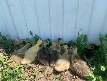 Молодняк гусей (гусенята) - Возраст на фото: примерно 1–2 недели -