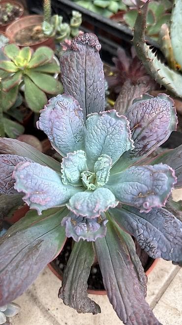 костюм огурца: Суккуленты и кактусы — коллекционные редкости - Гастерия/Хавортия — 5