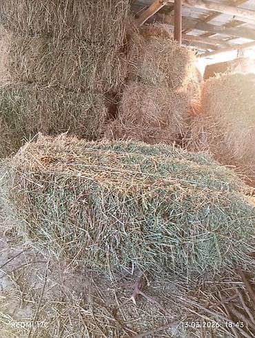 Корма для с/х животных: Сено в тюках - Прессованные прямоугольные тюки, плотная увязка — 1