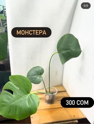 продам рассаду: Монстера деликатесная монстера минима 250-300 сомцена на фото — 5