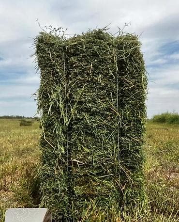 Беде чоп сатылат.270сом с поля1650шт.
Село Как Жар