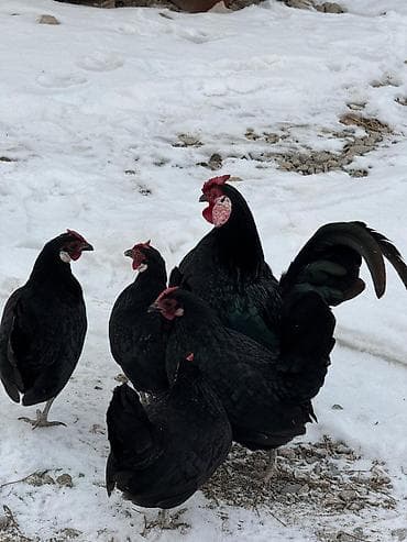 Продаю | Куры, Петух